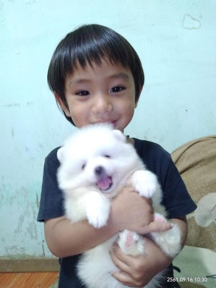 ปอมแท้เพศผู้ มาให้จับจองกันแล้วในราคาสุดพิเศษ เพียง 6500