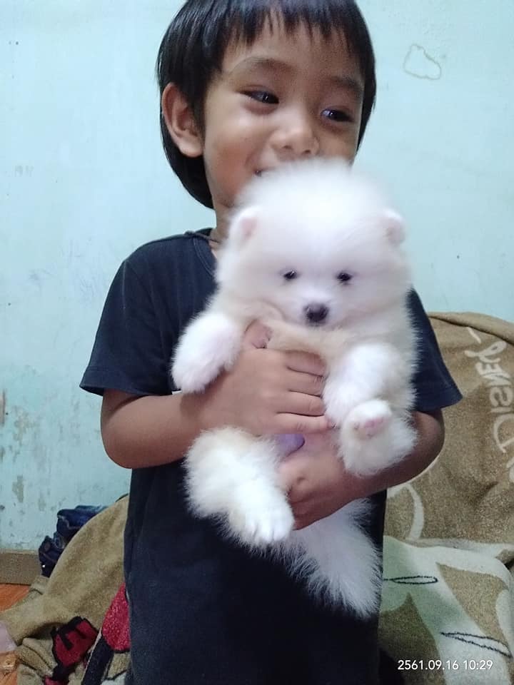 ปอมแท้เพศผู้ มาให้จับจองกันแล้วในราคาสุดพิเศษ เพียง 6500