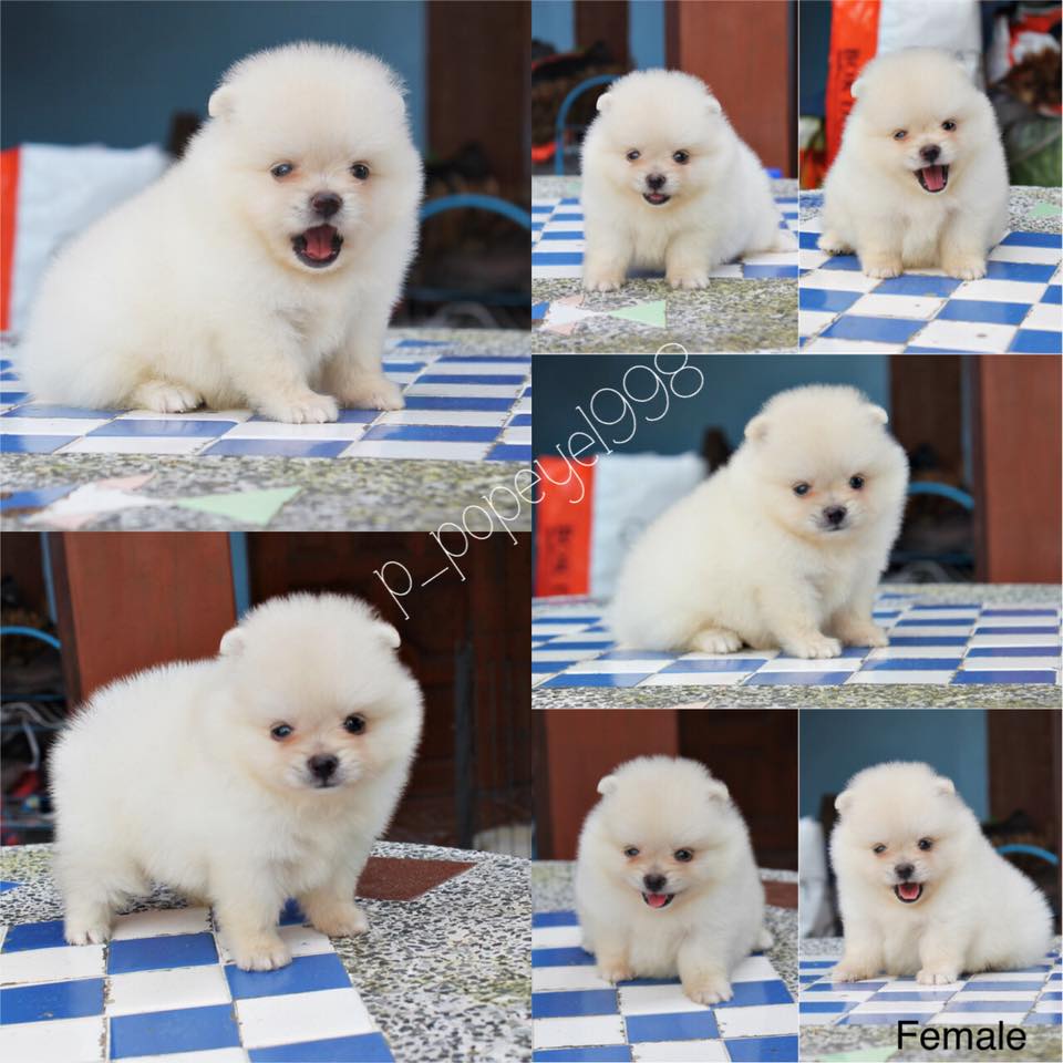 ขายน้องปอมราคาถูกจ้า