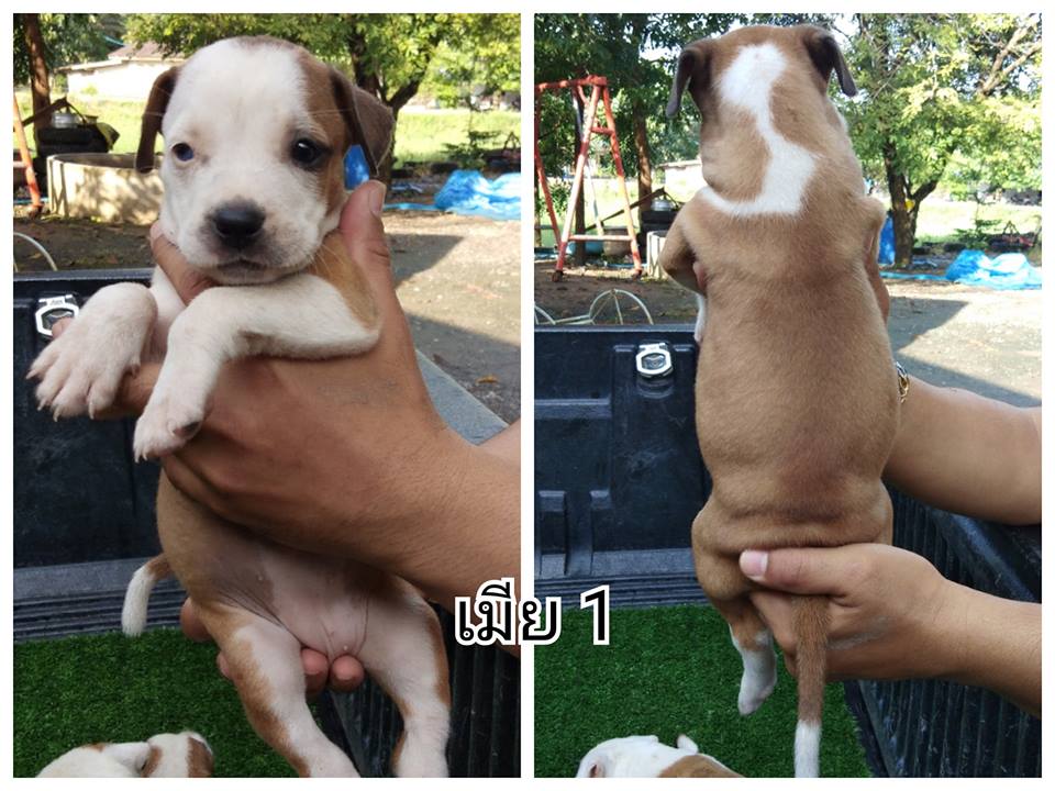 ขายพิทบูลแท้  3500 ทุกตัว