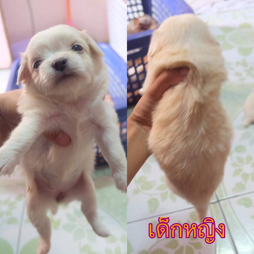 ขายปอมชิสุราคาเบาๆ