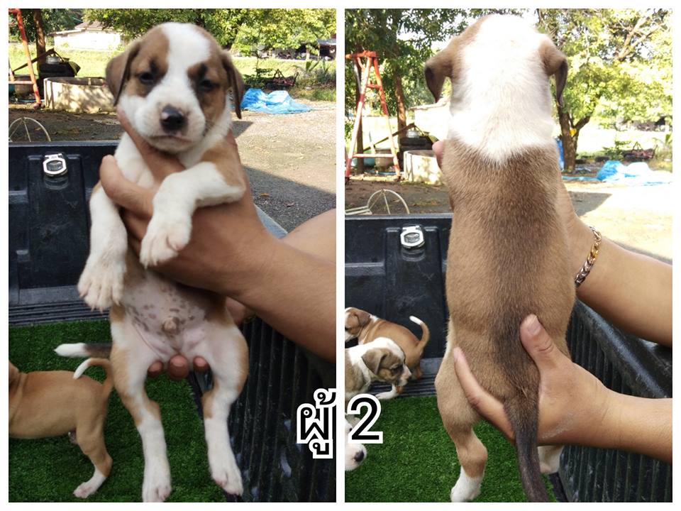 ขายพิทบูลแท้  3500 ทุกตัว
