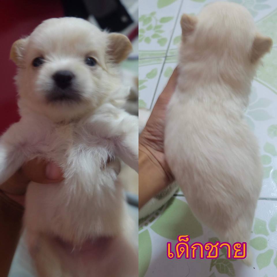 ขายปอมชิสุราคาเบาๆ