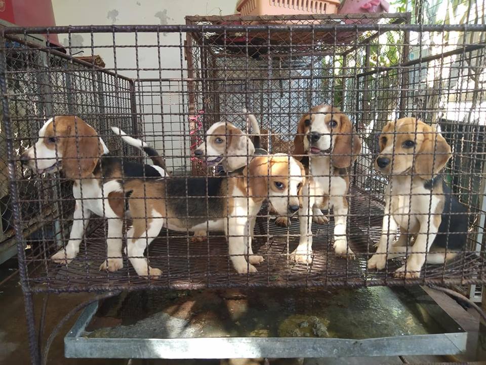 ขายบีเกิ้ลแท้เพศเมีย5ตัว อายุ2เดือน