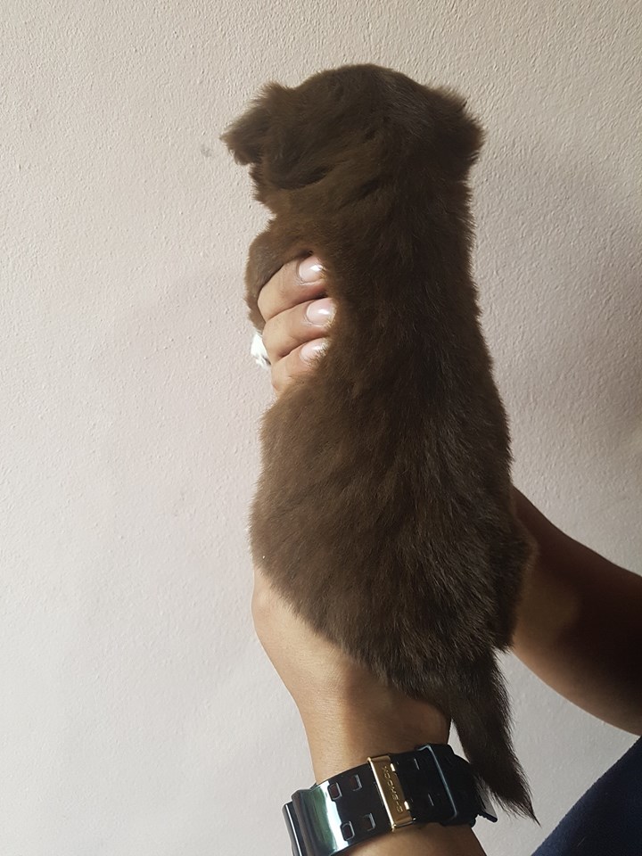 เปิดจองลูกชิวาว่าขนยาวครับ