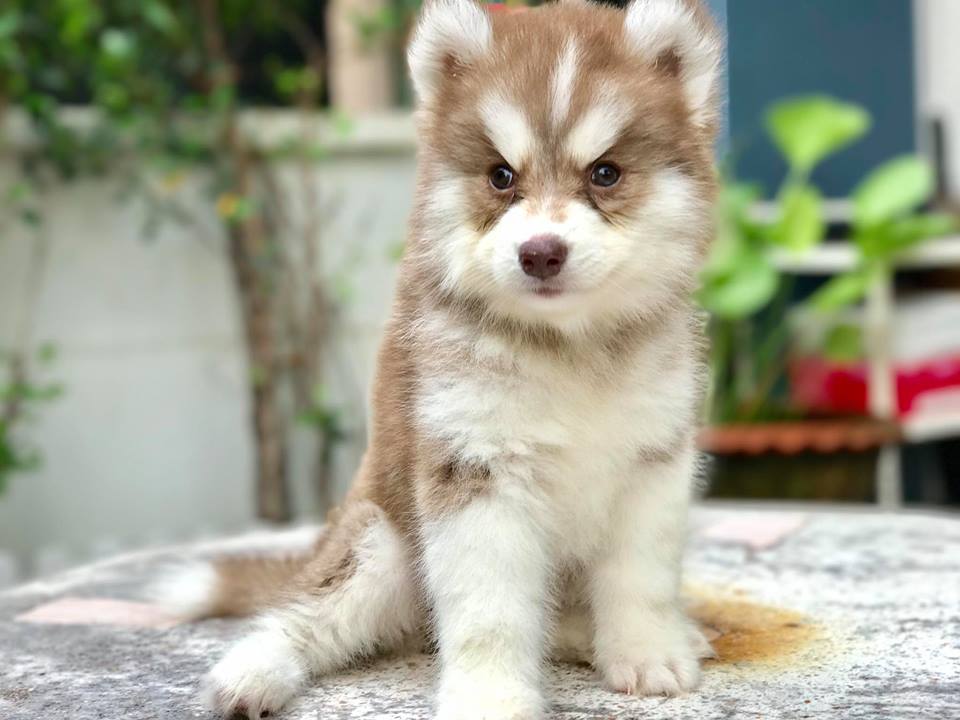 ขายลูกสุนัขพันธุ์ไซบีเรียน แท้ 100%