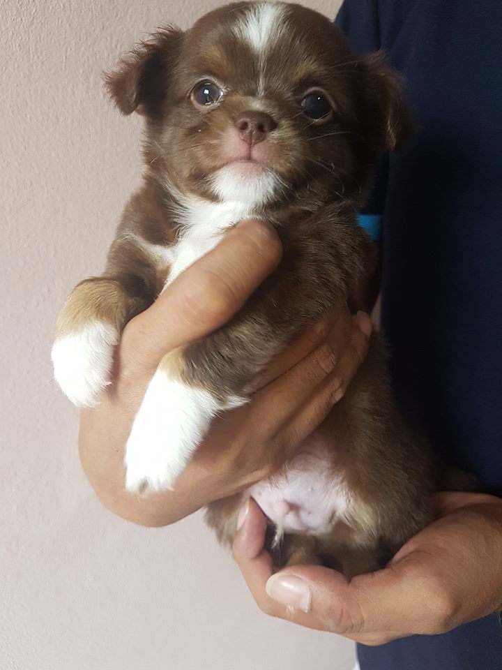 เปิดจองลูกชิวาว่าขนยาวครับ