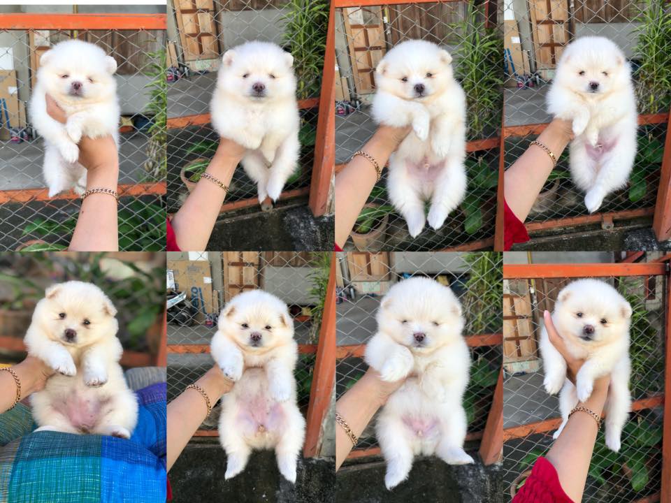 ขายปอมราคาถูก ✨ เด็กน้อยหาบ้านค๊า 🏡🏡