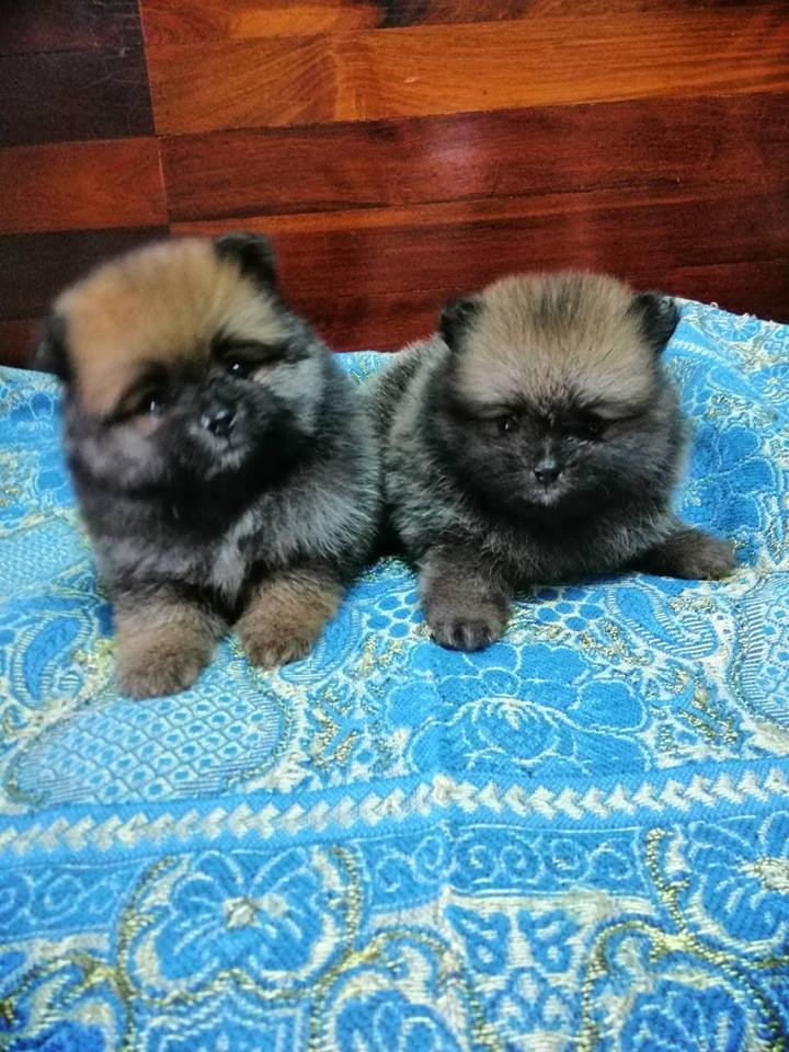 เปิดจองปอมเพศผู้​ อายุ1เดือน10วัน