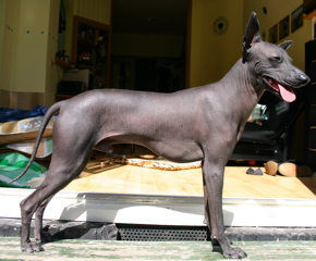 สุนัขสายพันธุ์ อินคาไร้ขน (Inca Hairless Dog)