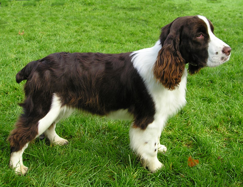 สุนัขสายพันธุ์ อิงลิช สปริงเกอร์ (English Springer Spaniel)