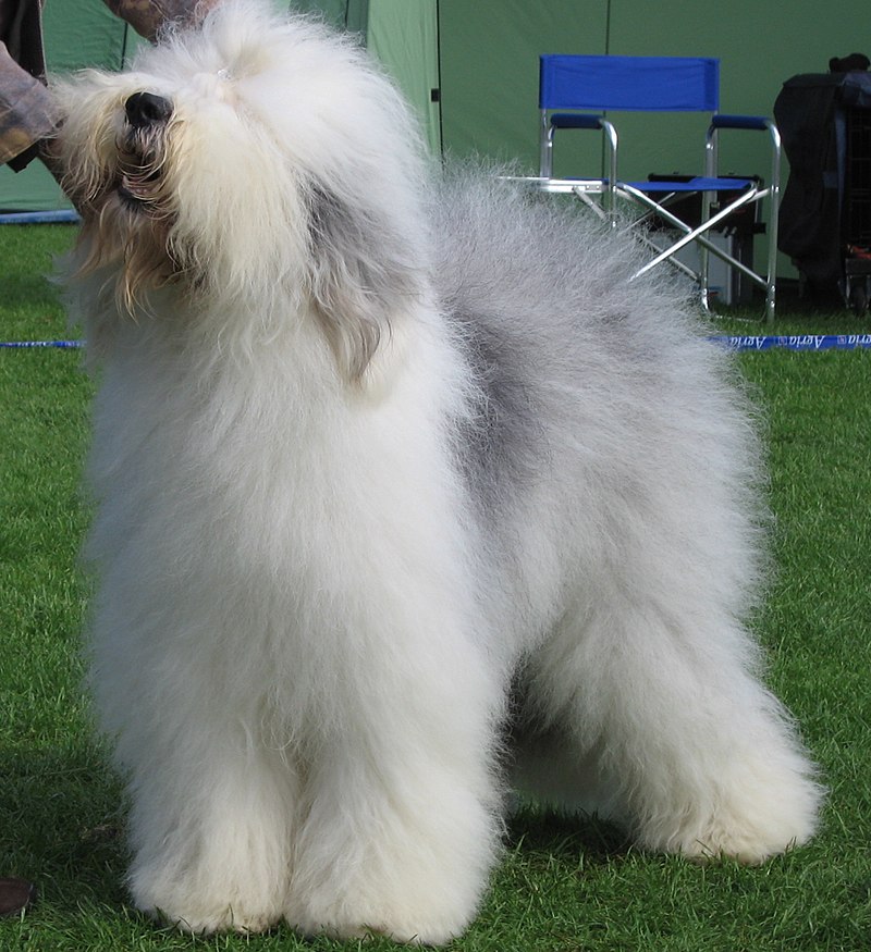 สุนัขสายพันธุ์ โอลด์ อิงลิช ชีพด็อก (Old English Sheepdog)