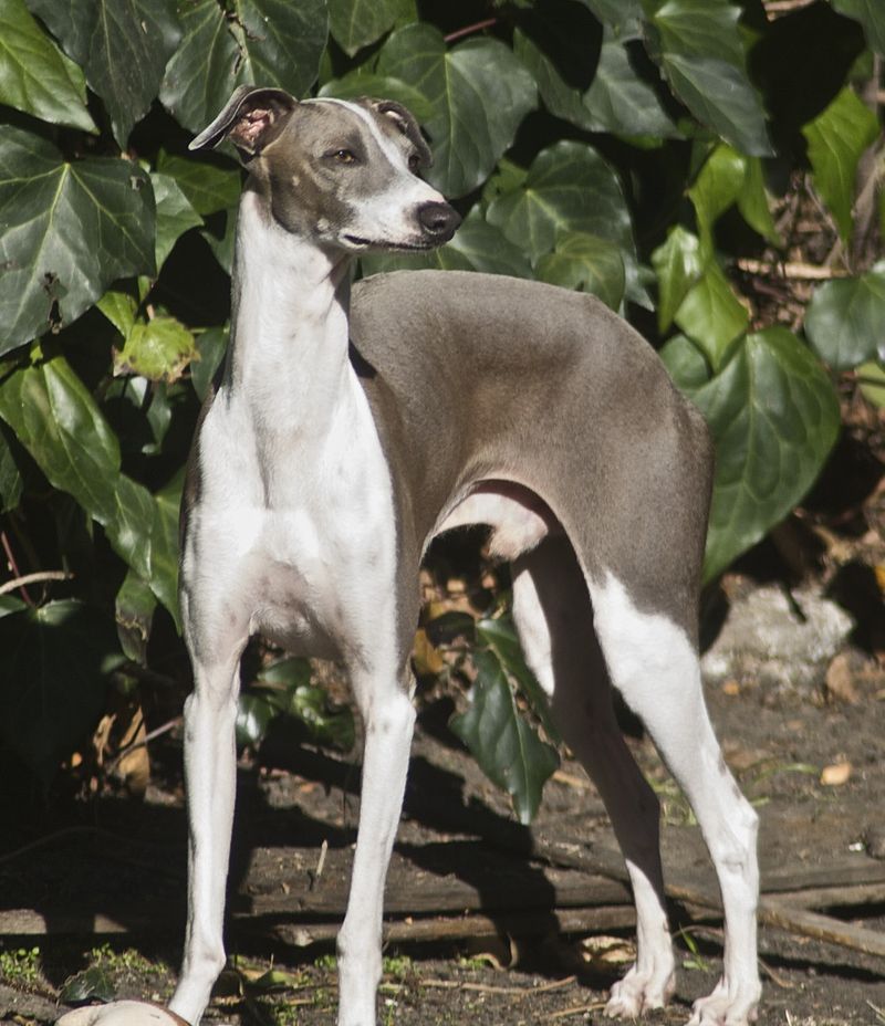 สุนัขสายพันธุ์ อิตาเลียน เกรย์ฮาวนด์ (Italian Greyhoud)