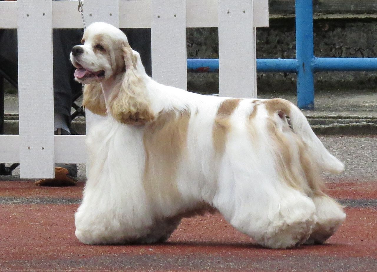 สุนัขสายพันธุ์ ค็อกเกอร์สเปเนียล (American Cocker Spanaiel)