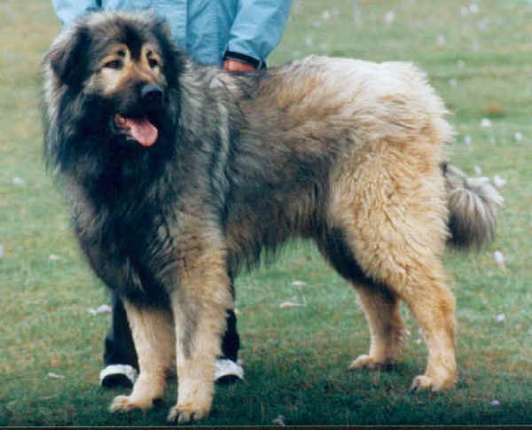 สุนัขสายพันธุ์ อิลลีเรียน ชีพด็อก (Illyrian Sheepdog)