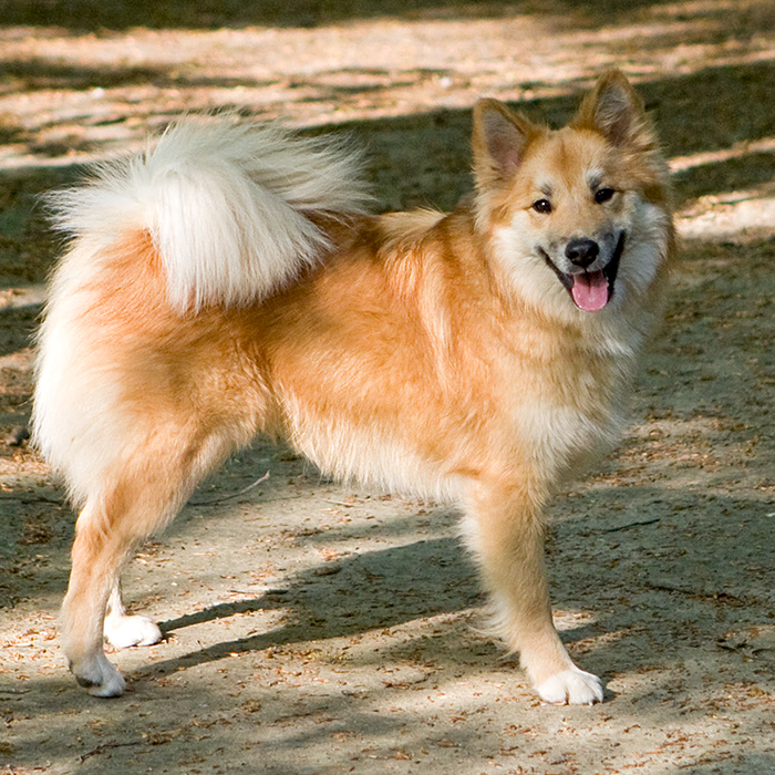 สุนัขสายพันธุ์ ไอซ์แลนด์ ด็อก (Iceland Dog)