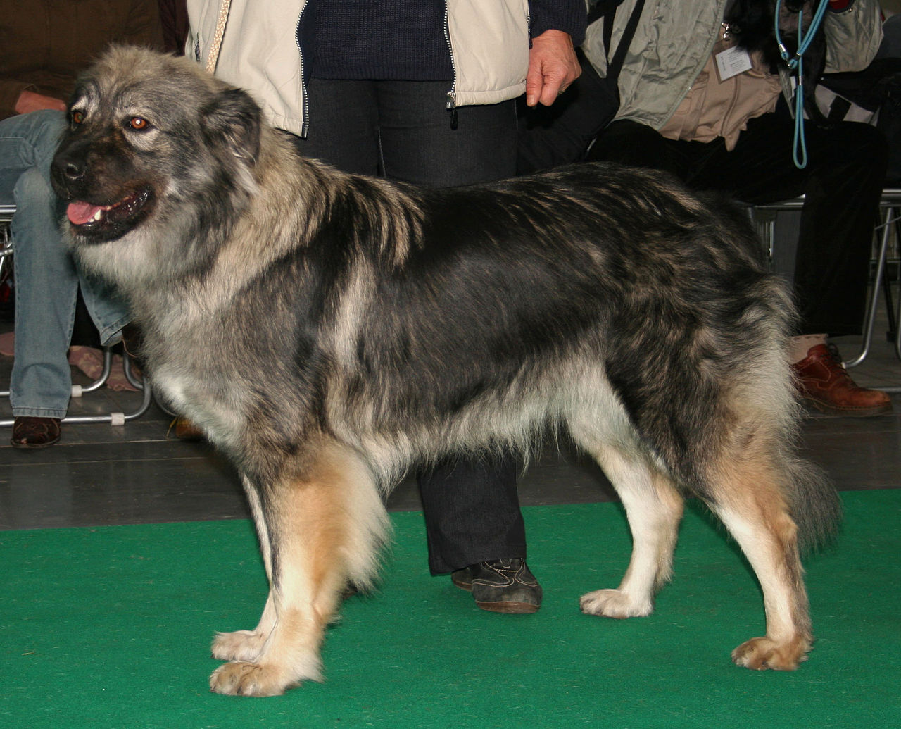 สุนัขสายพันธุ์ อิสเตรียน ชีพด็อก (Istrian Sheepdog)