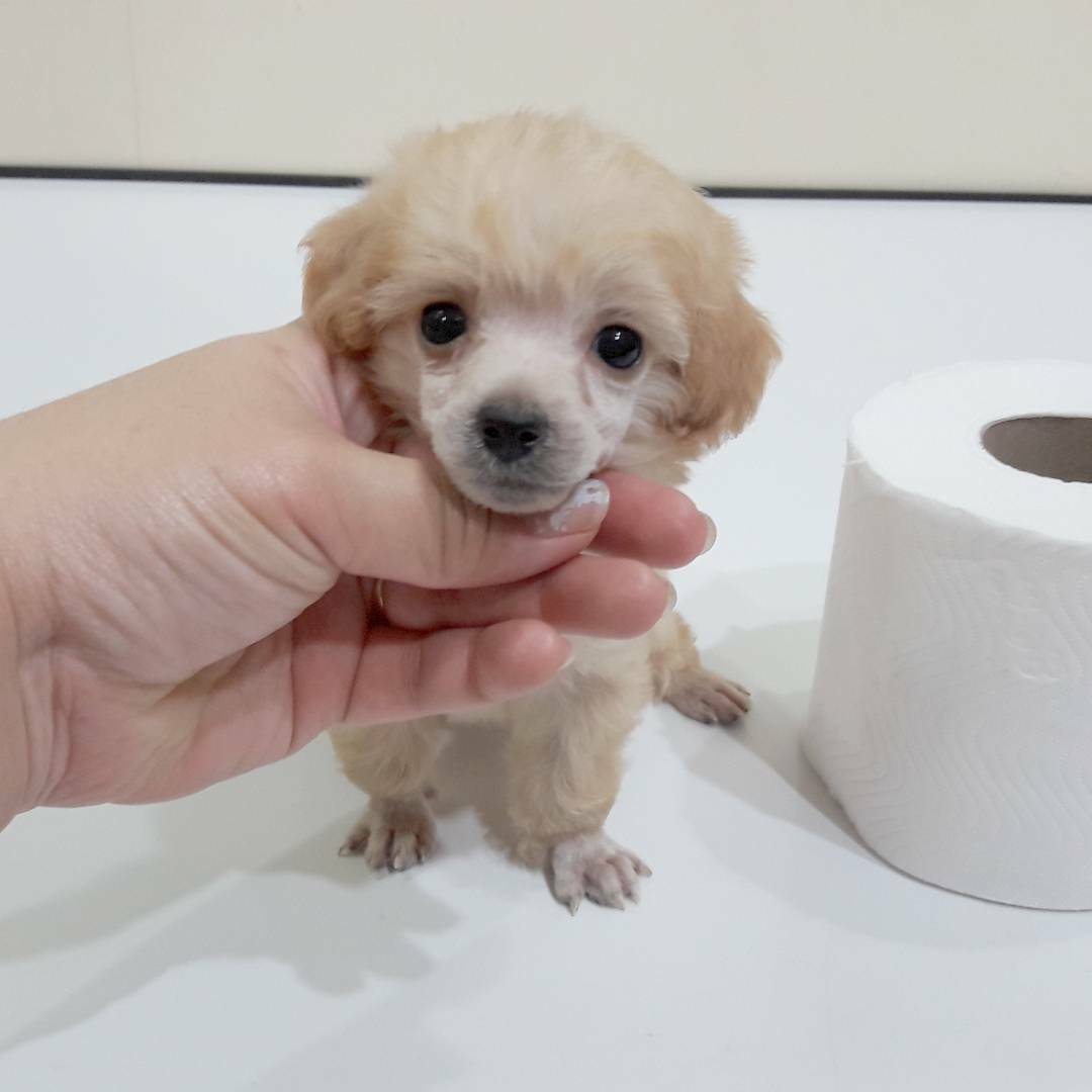 พุดเดิ้ลหน้าตุ๊กตา ไซด์จิ๋ว ราคาพิศษค่ะ!