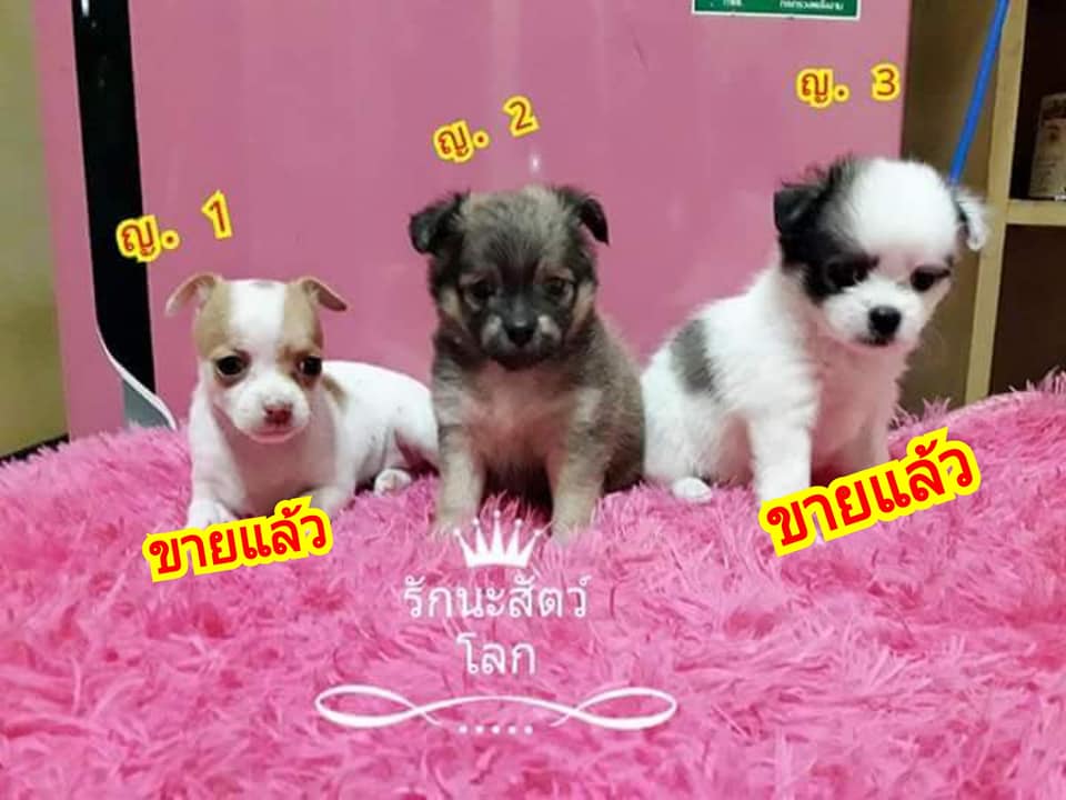 ขายชิวาวาผสมปอมราคาเบาๆ2000