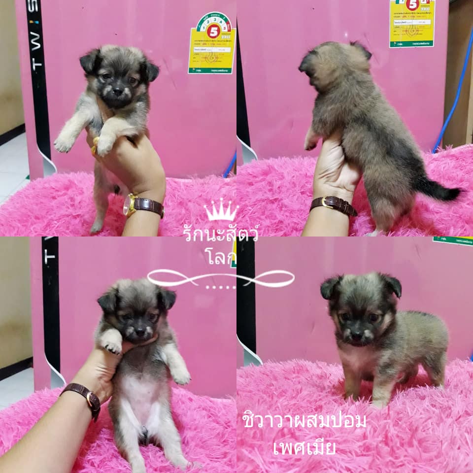ขายชิวาวาผสมปอมราคาเบาๆ2000
