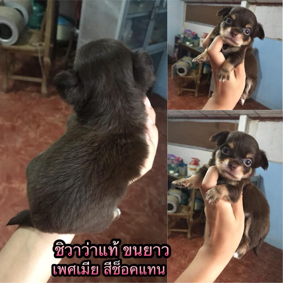 ขายชิวาว่าแท้ ไซร์เล็กจิ๋ว อายุ28วัน ขนยาว หน้าสั้นสวย