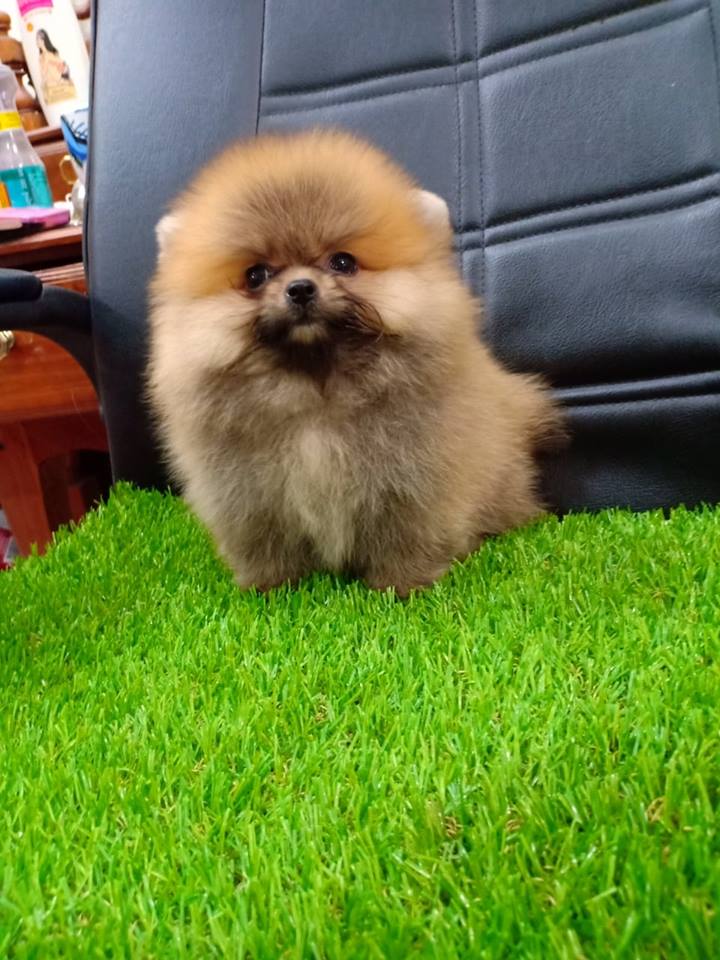 ขายปอมหน้าหวาน ขาใหญ่ ขนแน่นๆ