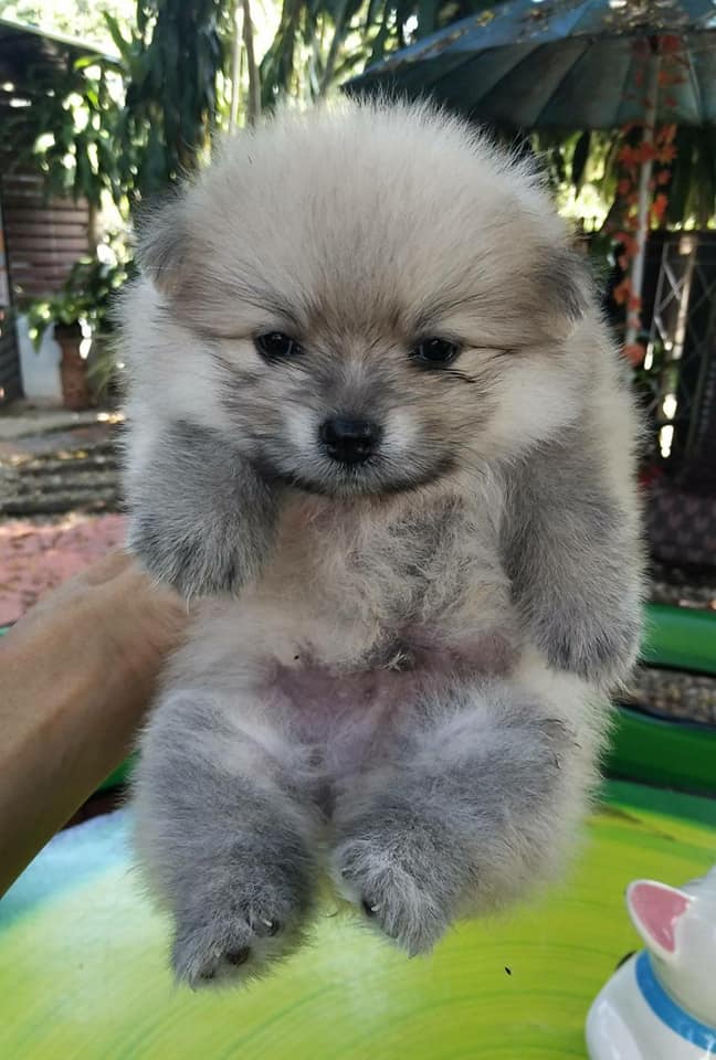 ขายน้องปอมแท้  อายุ2เดือน เพศชาย