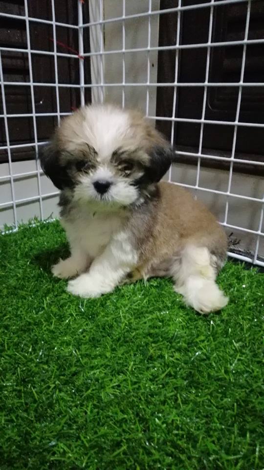 ขายชิสุห์ทอยแท้เพศผู้ วัคซีนแล้ว