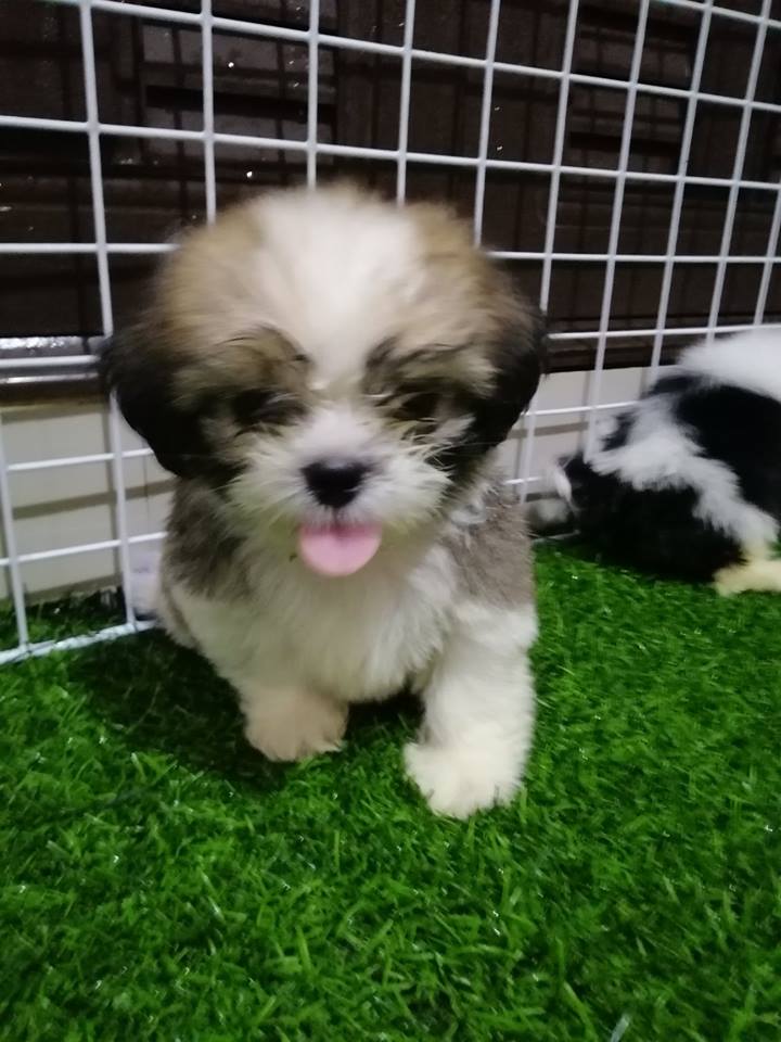 ขายชิสุห์ทอยแท้เพศผู้ วัคซีนแล้ว