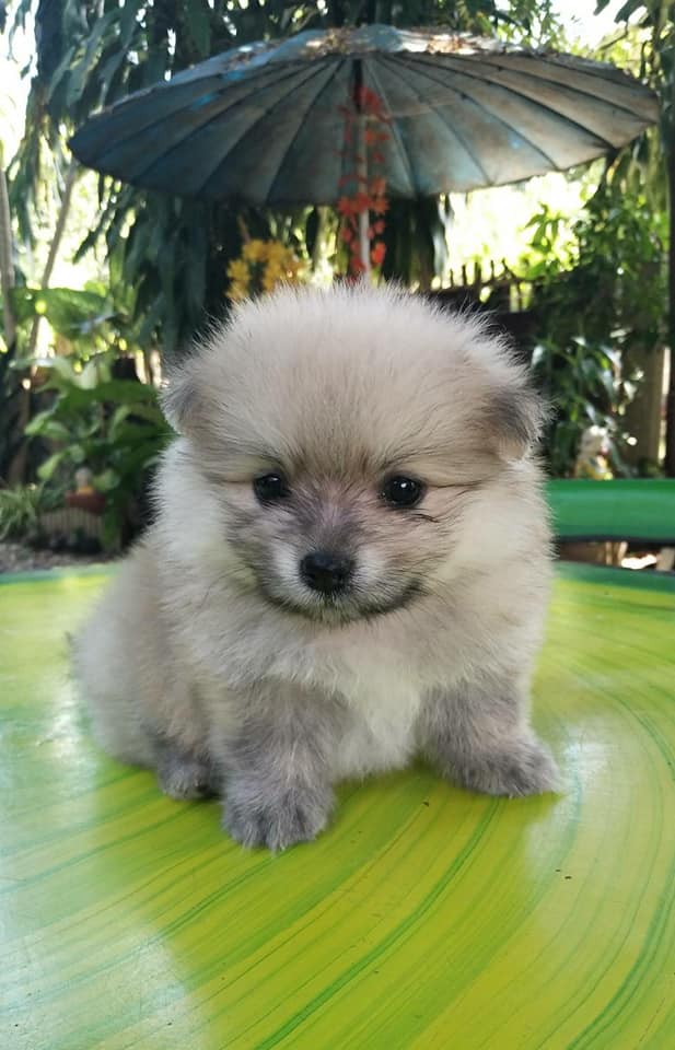 ขายน้องปอมแท้  อายุ2เดือน เพศชาย