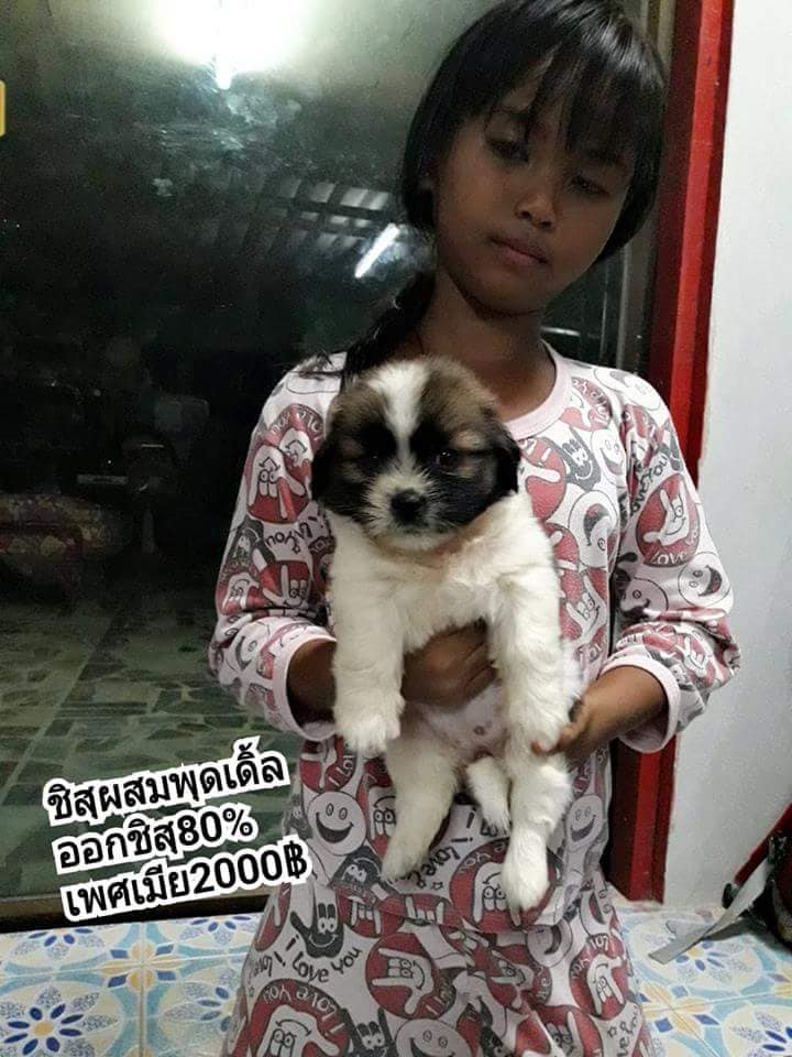 ขายเพศเมียชิสุผสมพุดเดิ้ล