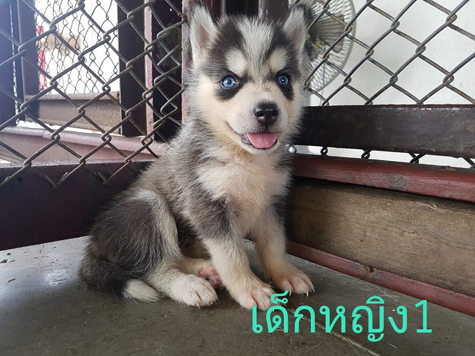 เปิดจองลูกไซบีเรียนครับ