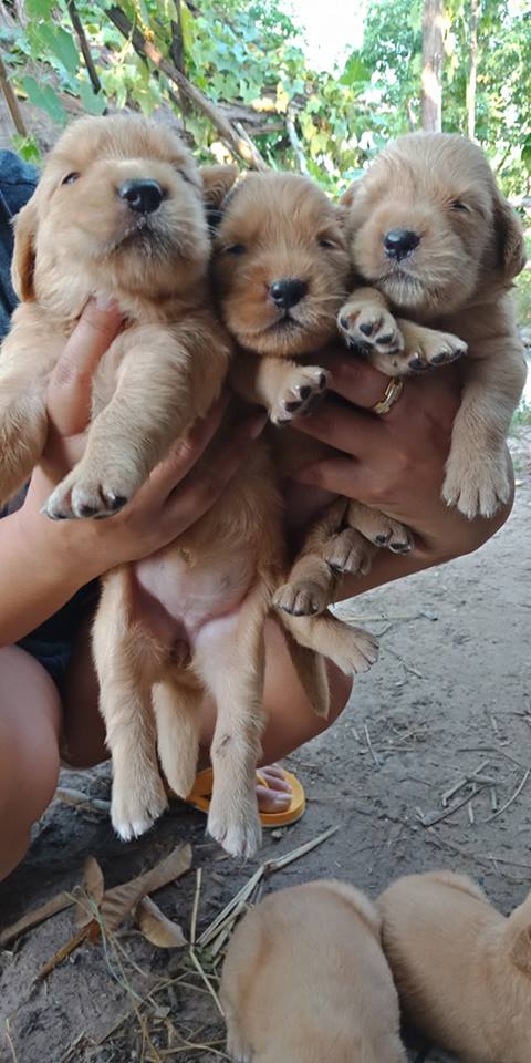 ขายโกลเด้นน่ารัก อายุ20วัน