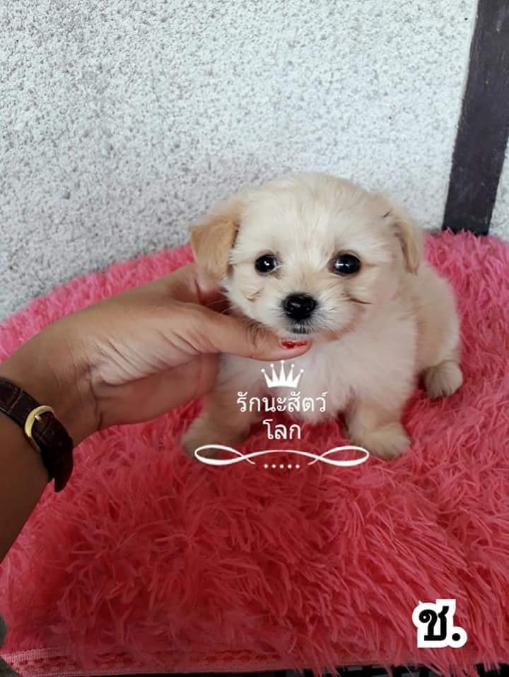 ขายชิสุผสมพุดเดิ้ลน่ารักกินเก่งแข็งแรง