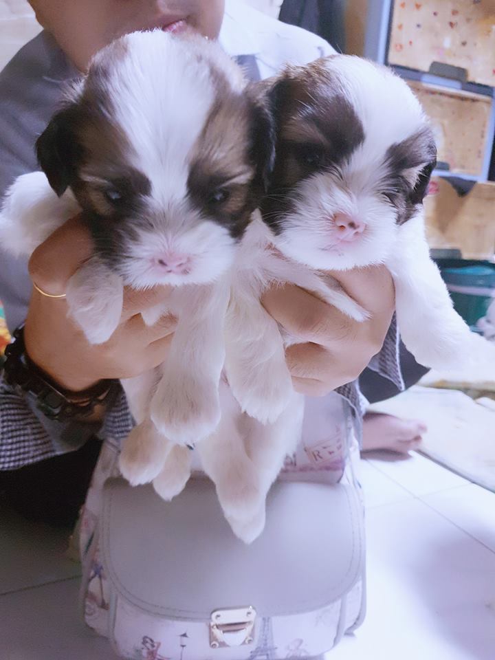 ขายหมาชิสุผสมพุตเดอร์