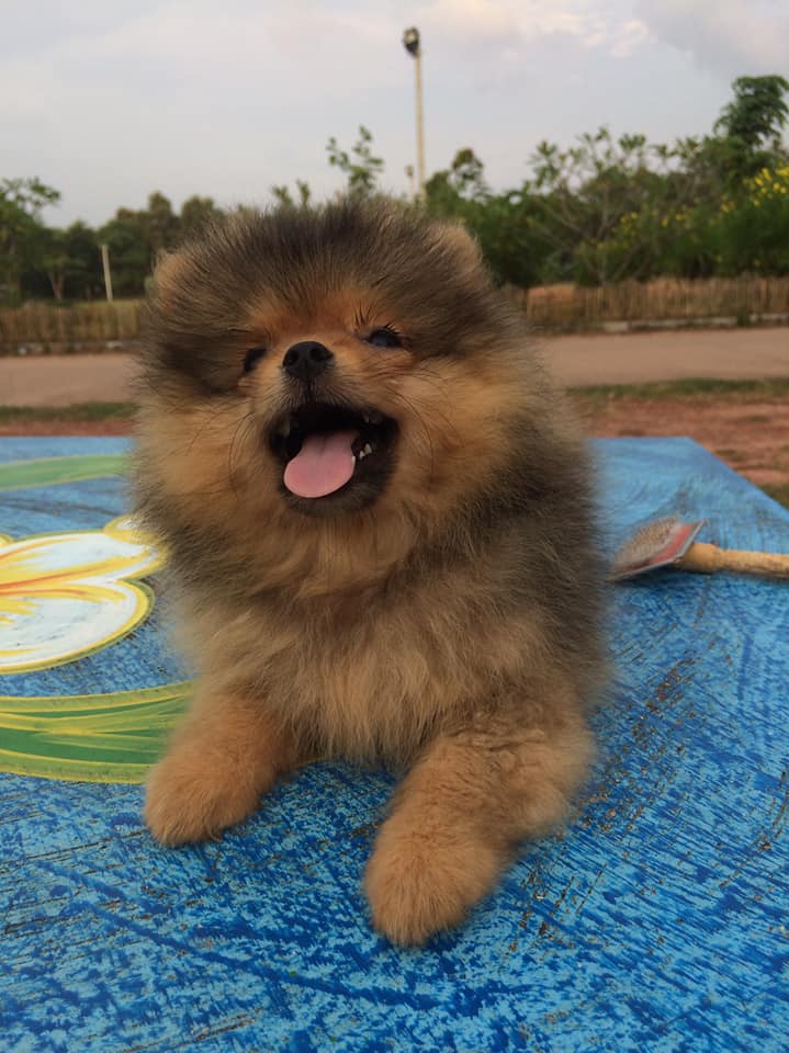 ขายน้องปอมเพศเมียค๊าบ
