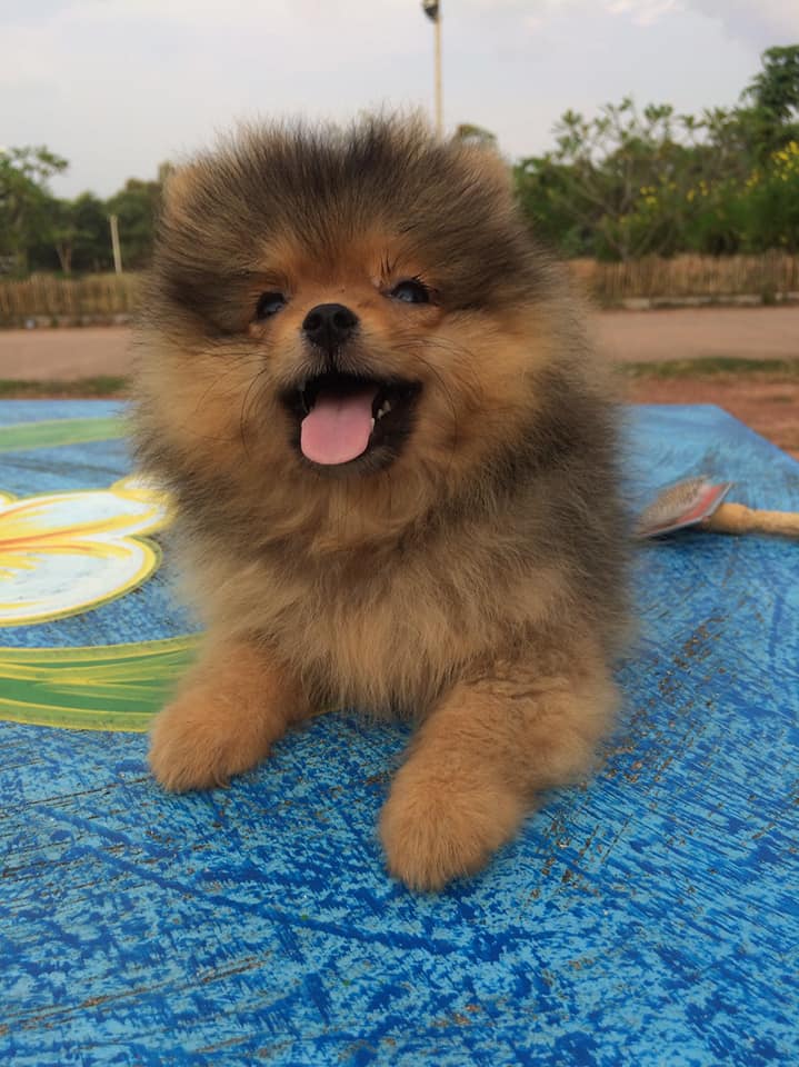 ขายน้องปอมเพศเมียค๊าบ