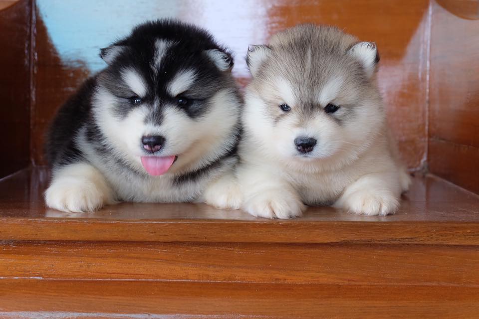 ขายไซบีเรียนน้องเพศผู้ทั้งสองค่ะ