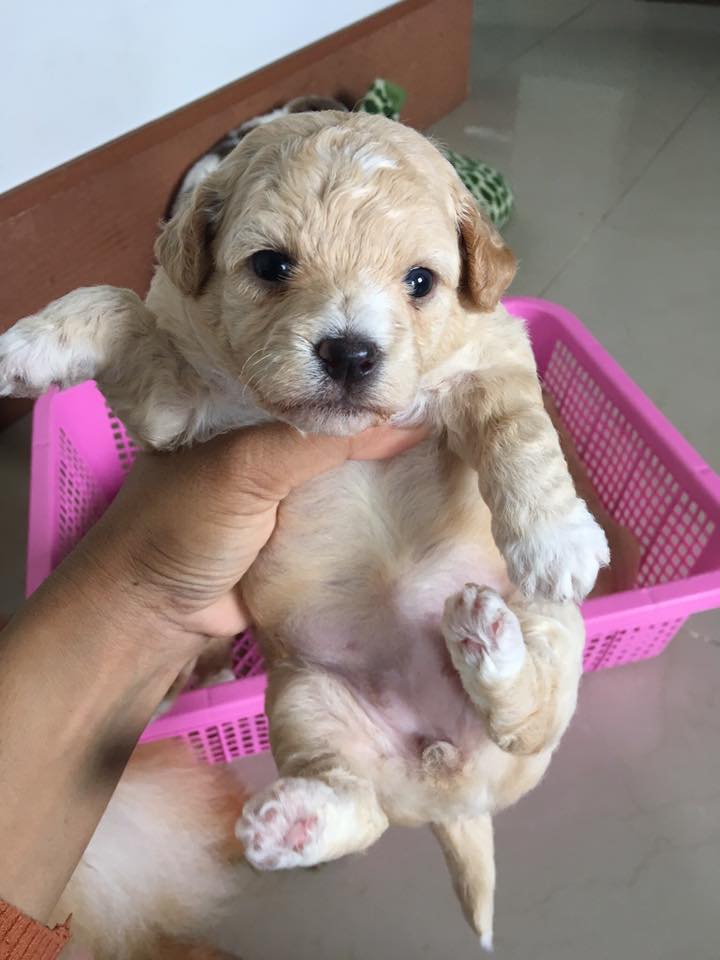 ขายพุดเดิ้ลแท้ ตัวละ2,800