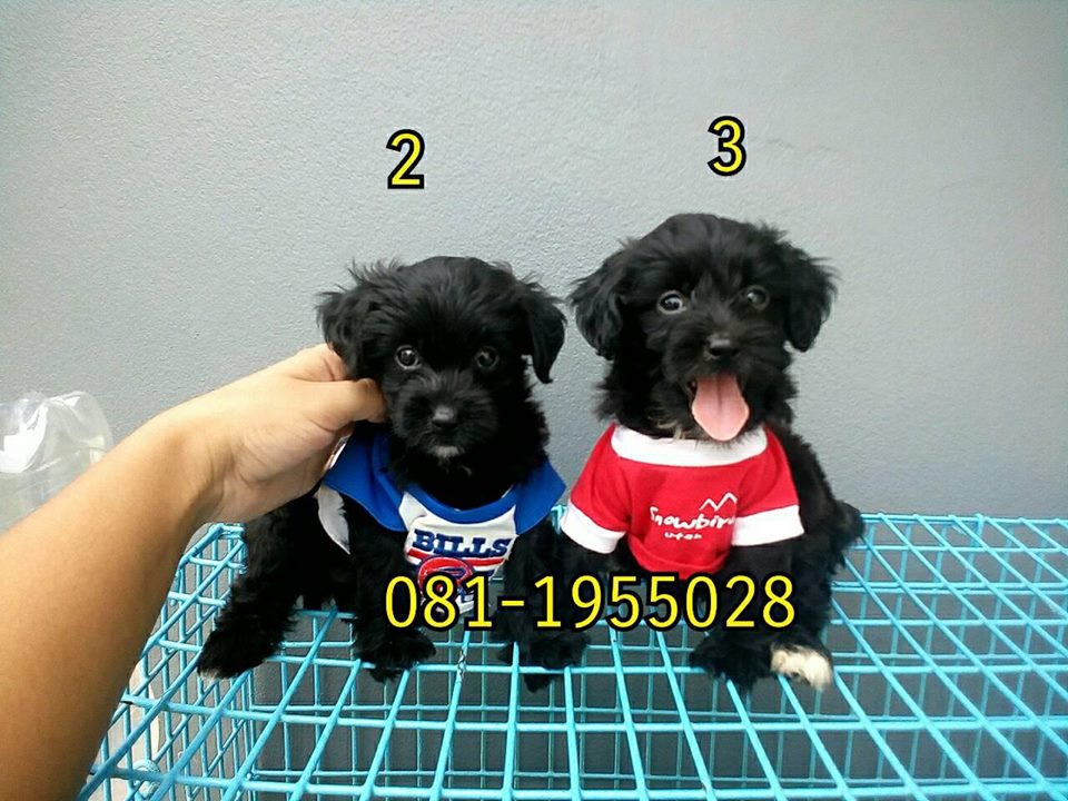 ขายพุดเดิ้ลผสมชิวาวา