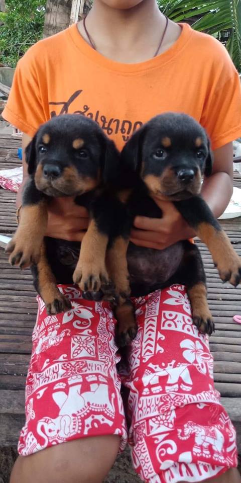 เปิดจองลูกร๊อตไวเลอร์ เพศผู้1เมีย1 อายุ34วัน.