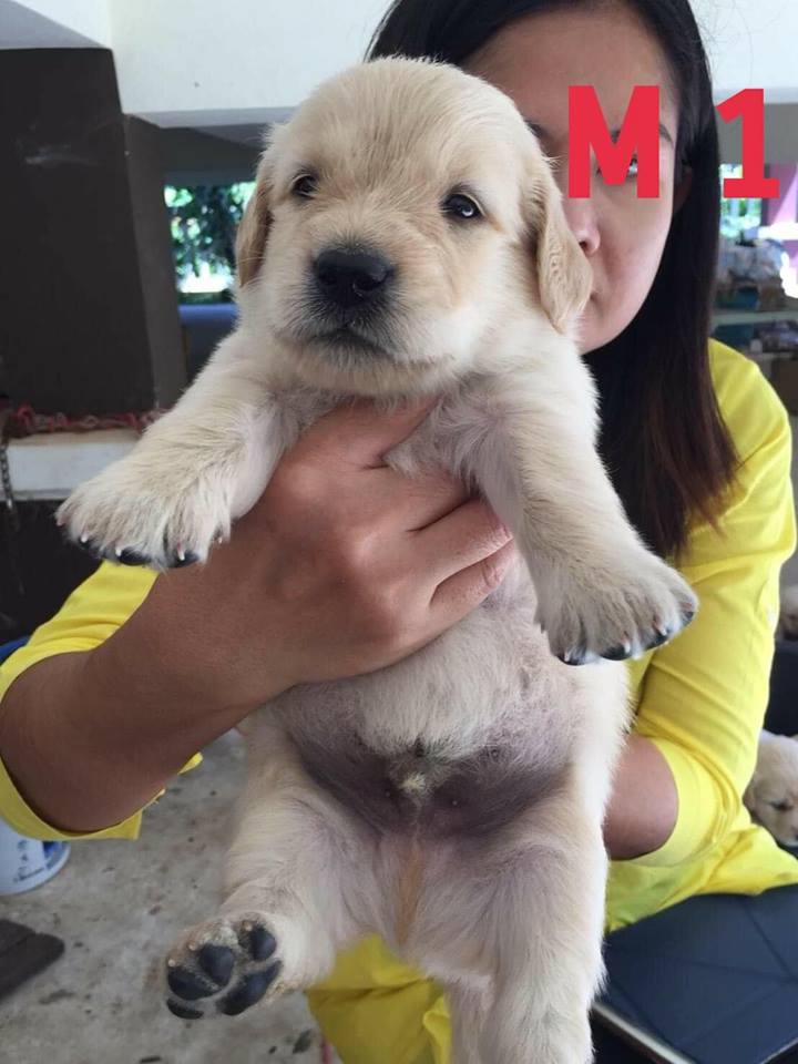 เปิดจอง ลาบาดลอ โครงสร้างใหญ่ๆ ผู้3ตัว(4000)_เมีย7ตัว(3500)