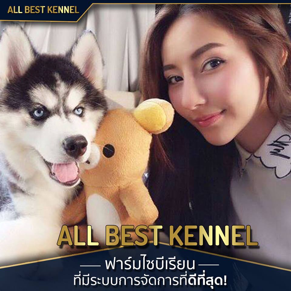 Allbest ฟาร์มไซบีเรียนคุณภาพอันดับ1ในไทย ที่มีสุนัขให้เลือกมากที่สุด