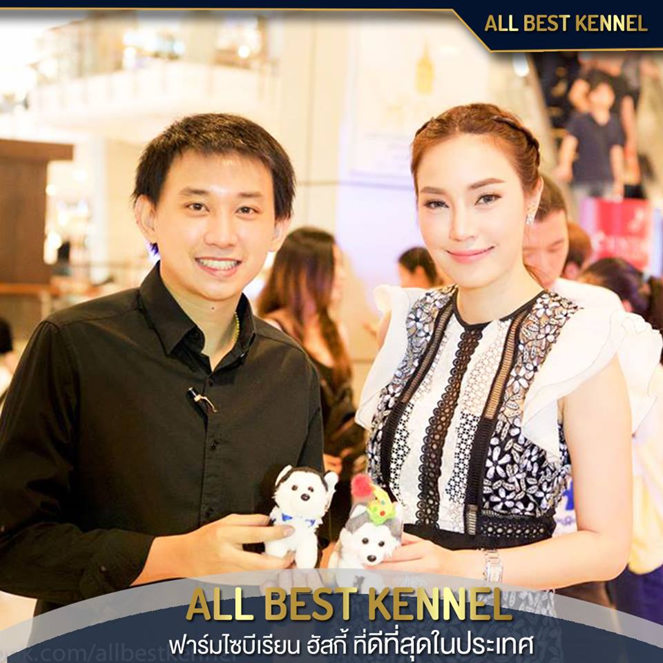 Allbest ฟาร์มไซบีเรียนคุณภาพอันดับ1ในไทย ที่มีสุนัขให้เลือกมากที่สุด