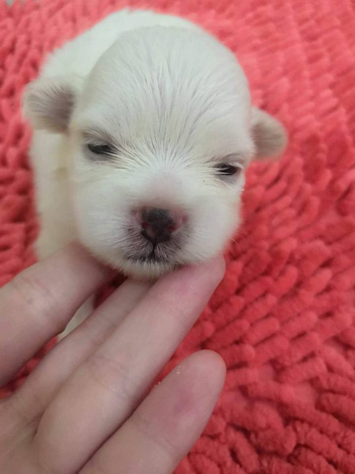 เปิดจอง ปอมผสมชิสุ และ ชิสุ แท้