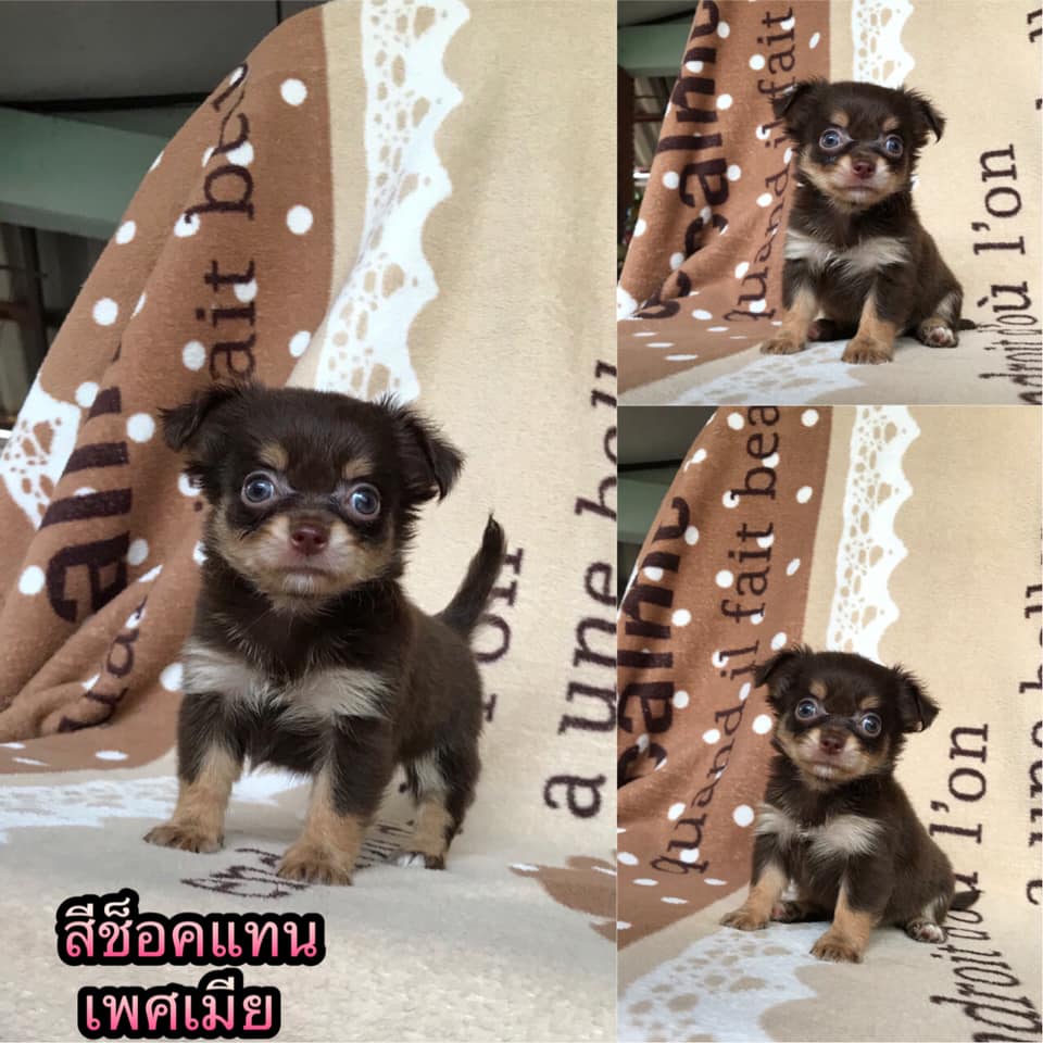 ขายชิวาว่าแท้ ไซร์เล็ก อายุ45วัน