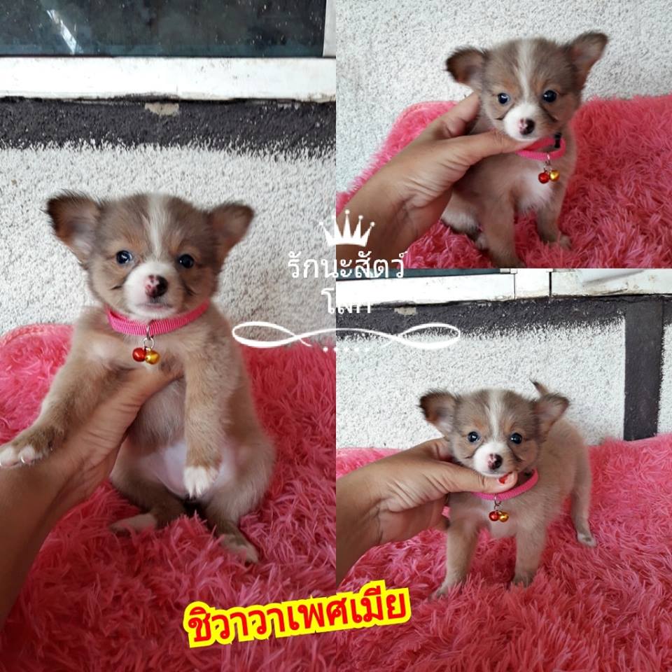 ขายชิวาวาแท้เพศเมียตัวสุดท้าย
