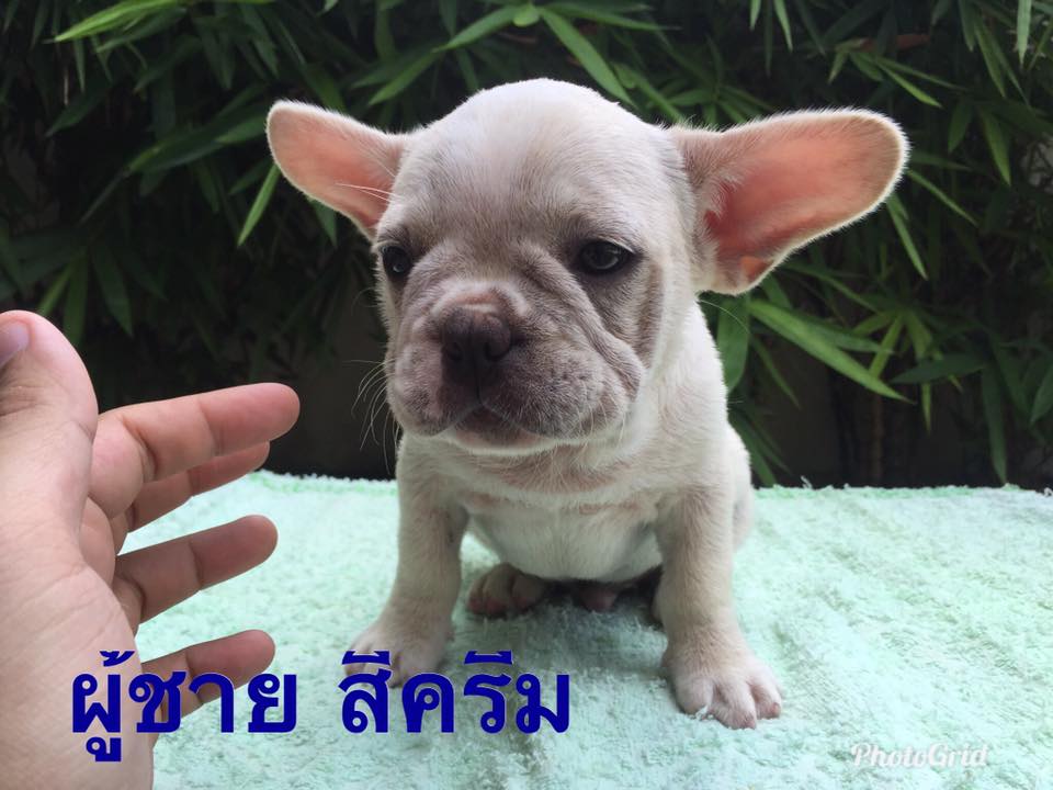 ขายลูกเฟรนช์ บูลด็อก อายุ 2 เดือน