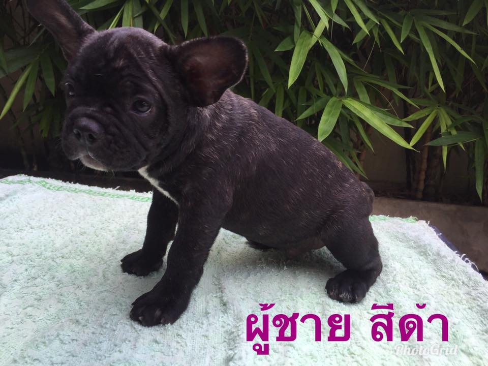 ขายลูกเฟรนช์ บูลด็อก อายุ 2 เดือน