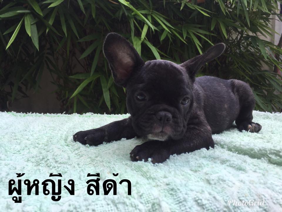 ขายลูกเฟรนช์ บูลด็อก อายุ 2 เดือน